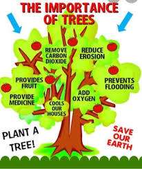 The Importance Of Trees