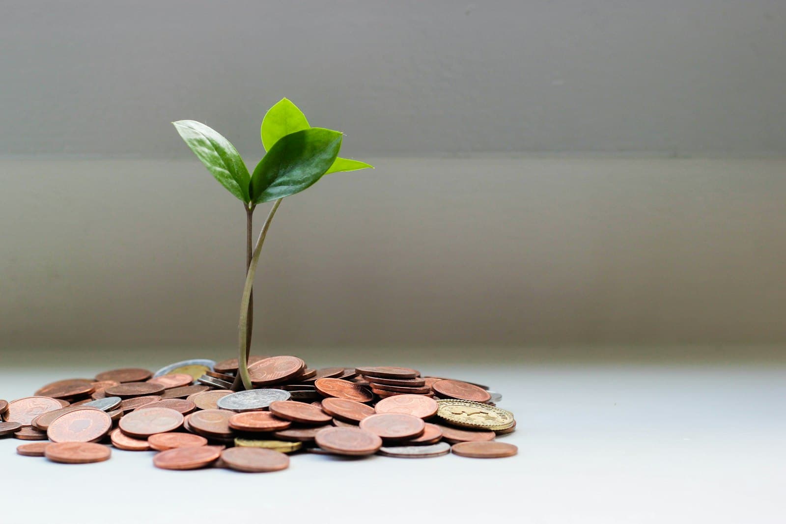 Mutual Funds & Investment Services